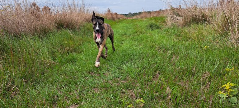 Hund läuft auf einem grünen Weg in Paraguay auf seinen Menschen zu