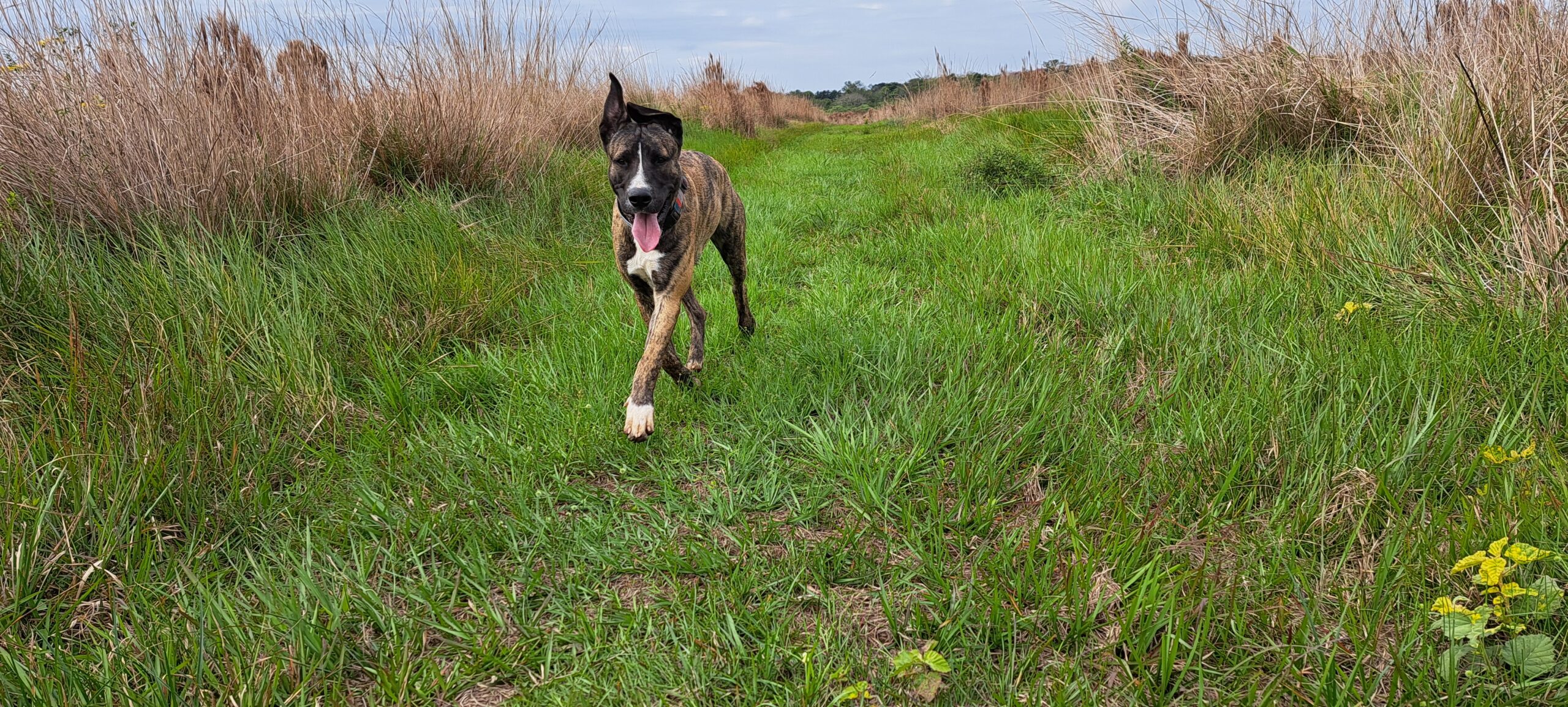 Hund läuft auf einem grünen Weg in Paraguay auf seinen Menschen zu