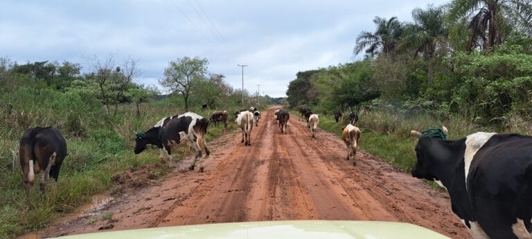 Kühe auf einer roten Sandstraße im ländlichen Paraguay
