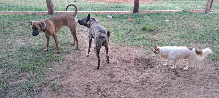 Drei Hunde bei der Mehrhundehaltung im Alltag in Paraguay