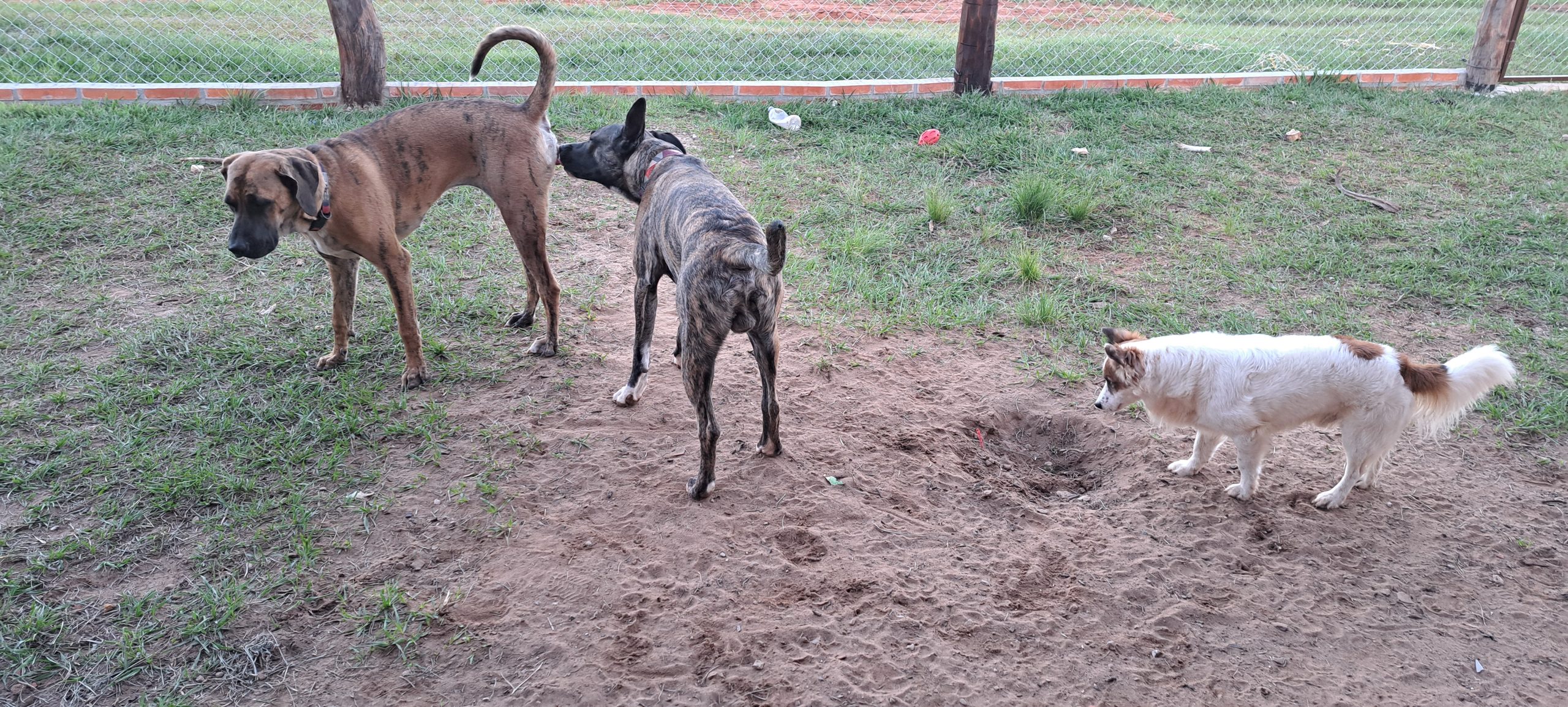 Drei Hunde bei der Mehrhundehaltung im Alltag in Paraguay